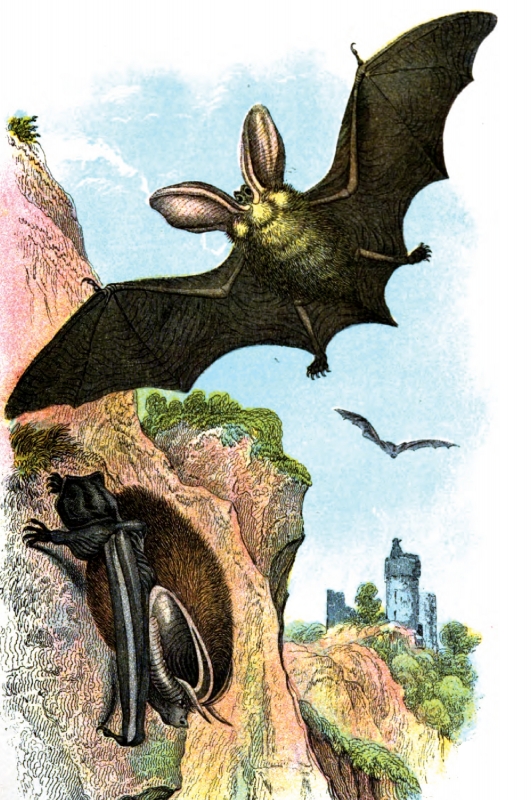 Two Long Eared Bats Color Illustration