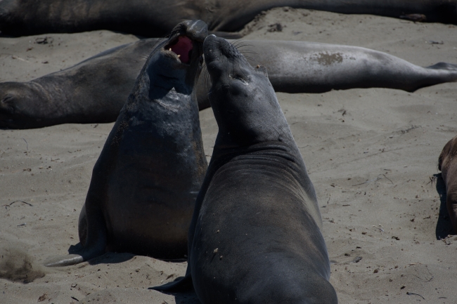 two male elephant seals challenging piedras blancas