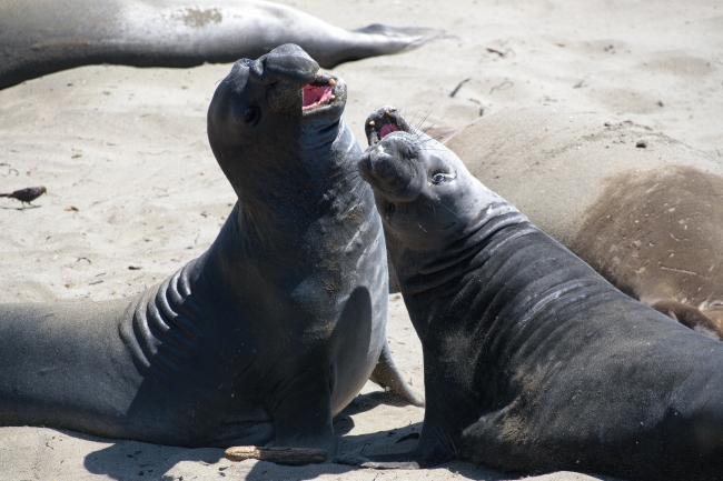 two male elephant seals challenging piedras blancas