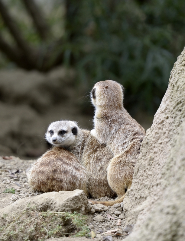 two meerkats