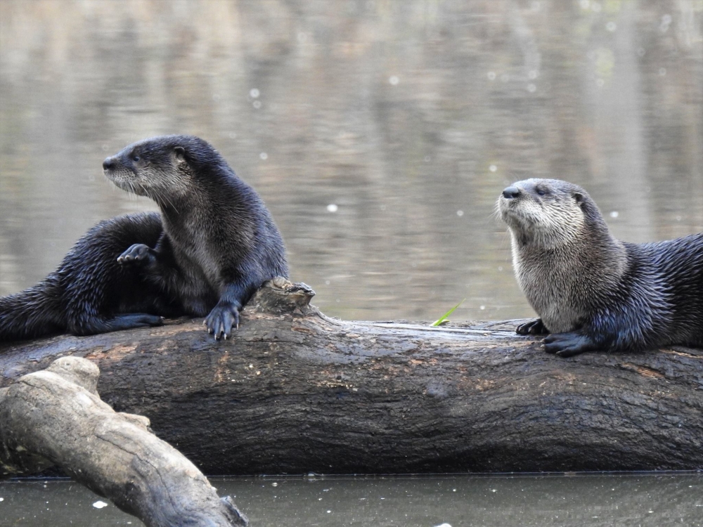Two otters sitting on a large log in a pond
