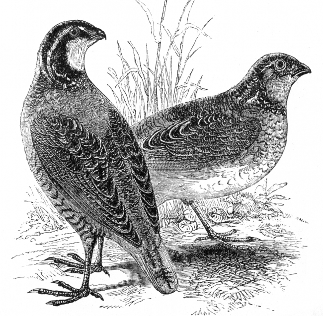 two quails engraved bird illustration