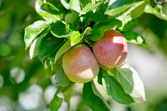 two red yellow apples 