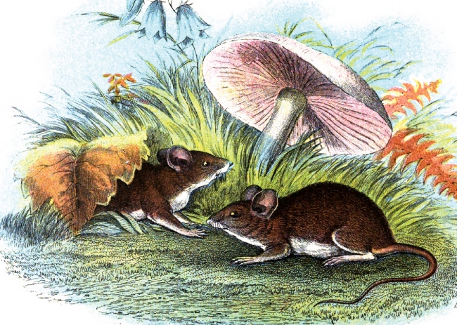 Two Wood Mice Under Mushroom Color Illustration