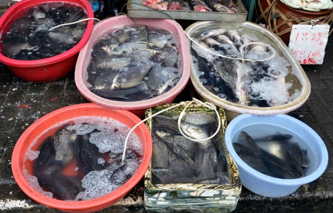 Various Fresh Seafood In Buckets At Market In China Photo Image