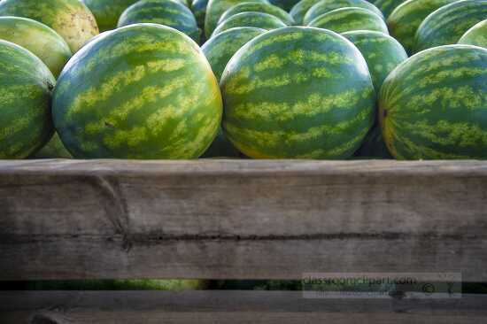 Varvested watermelon in wooden crates