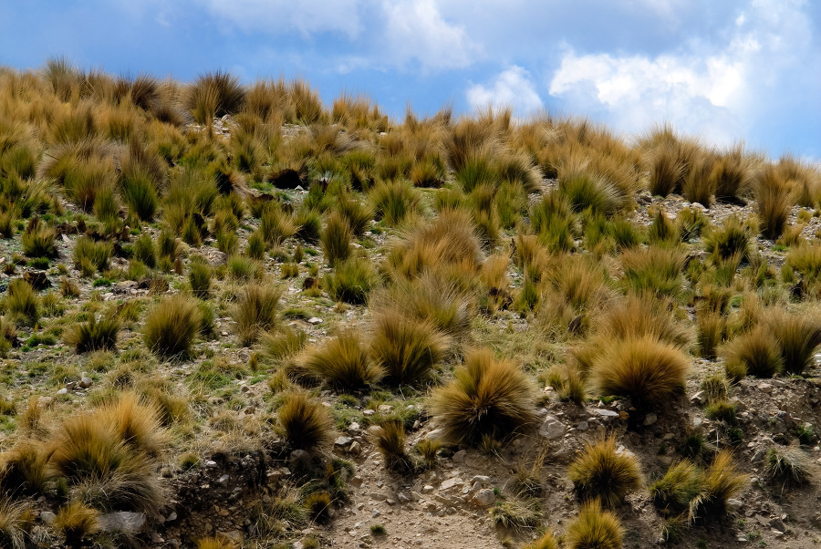 vegetation_grasses_growing_on_altoplano Peru