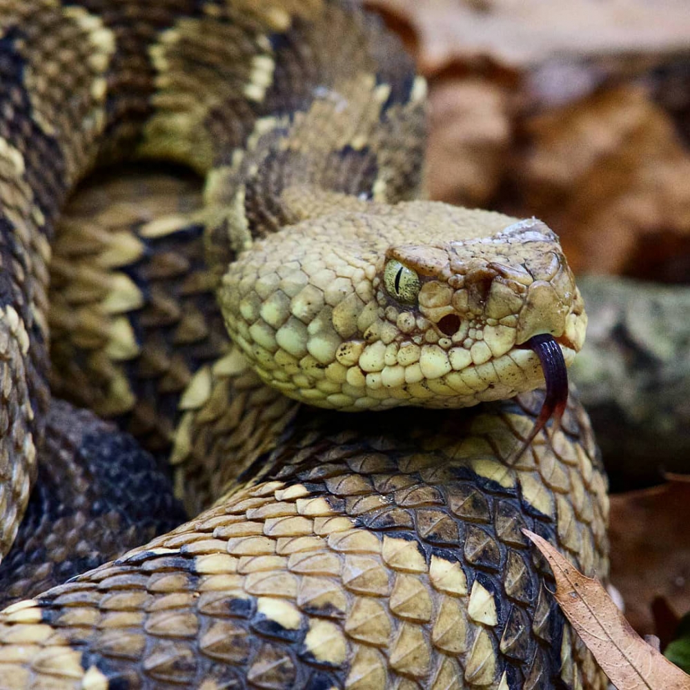 venomous timber rattlesnake