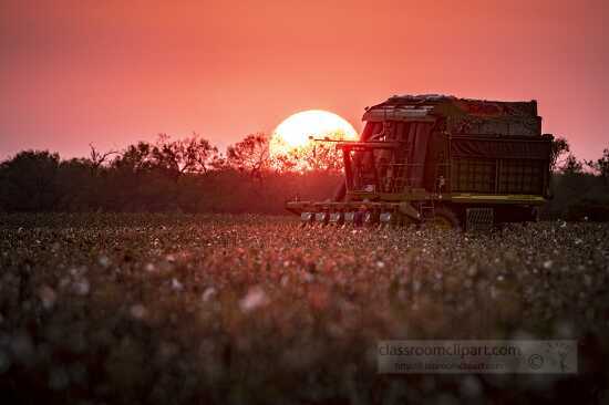 view of cotton field with harvester at sunset