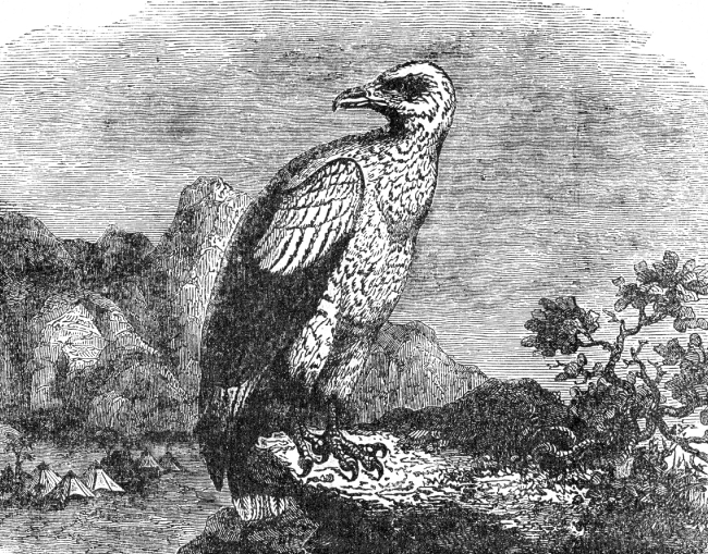 vulture hawk bird illustration