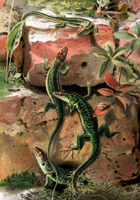 wall lizard color historic illustration