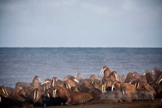 walruses resting on shore near Point Lay Alaska