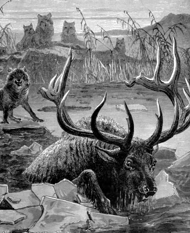 wapiti with wolves animal historical illustration