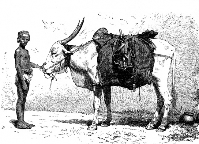 Water-bearing Ox Historical Illustration