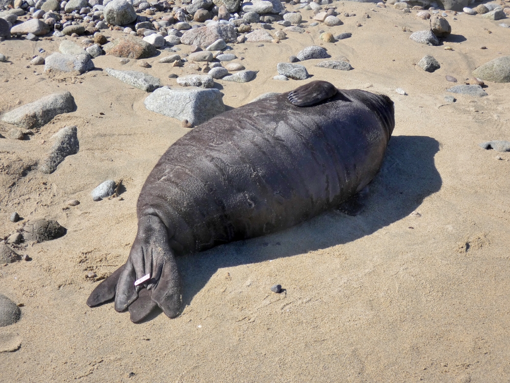 Weaned elephant seal pup on beach
