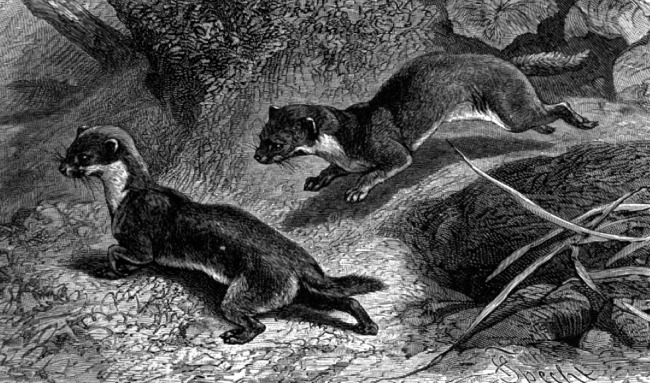 weasel running through bushes animal historical illustration