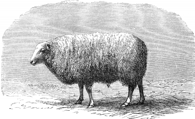 welsh breed sheep illustration