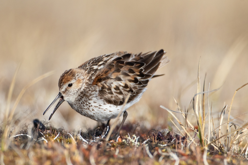 western sandpiper