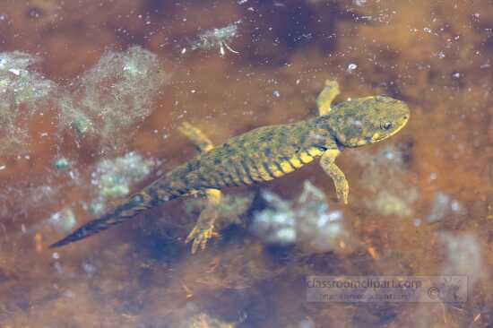 Western Tiger Salamanders Ambystoma mavortium in Lamar Valley