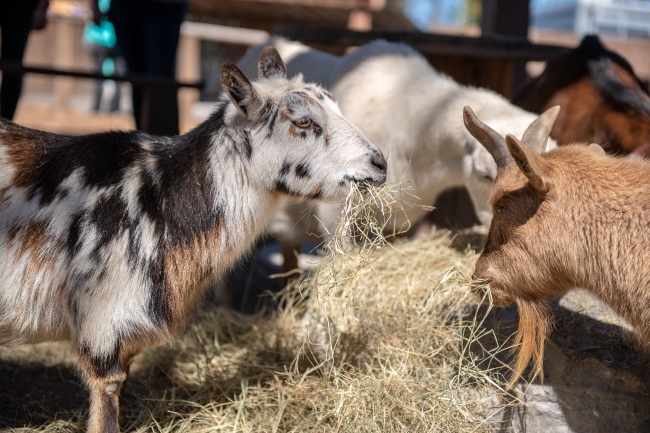 white black brown goat with hay in its mouth image