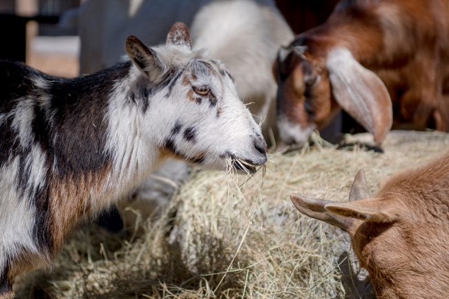 white black brown goat with hay in its mouth image