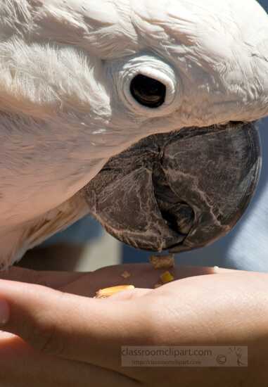 white cockatoo parrot eating food from hand