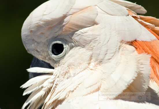 white cockatoo parrot_837_1