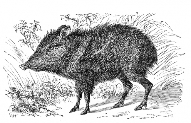 white lipped peccary illustration