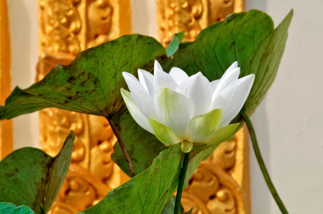 White Lotus Flower Phnom Penh 