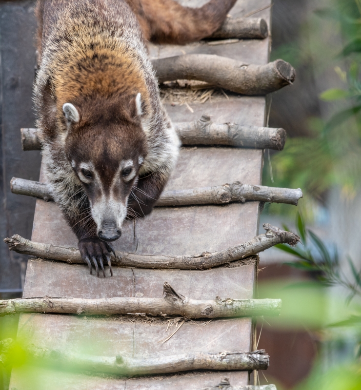 white nosed coatimundi