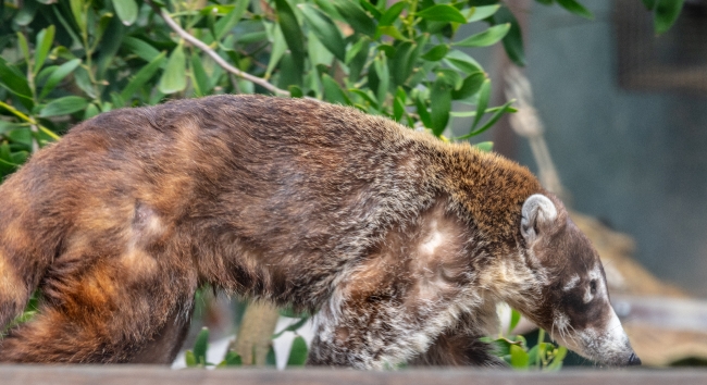 white nosed coatimundi