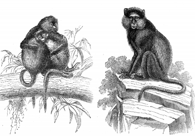 white nosed monkey and grivets illustration