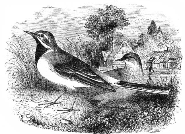 wigtail bird
