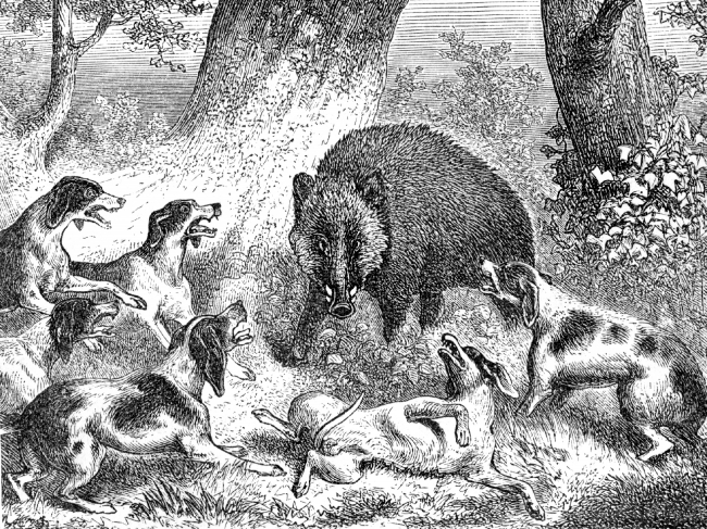 wild boar at bay illustration