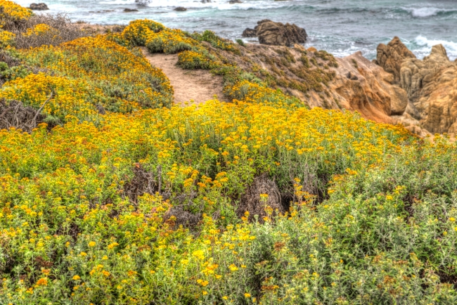 wild flowers norther california coast photo