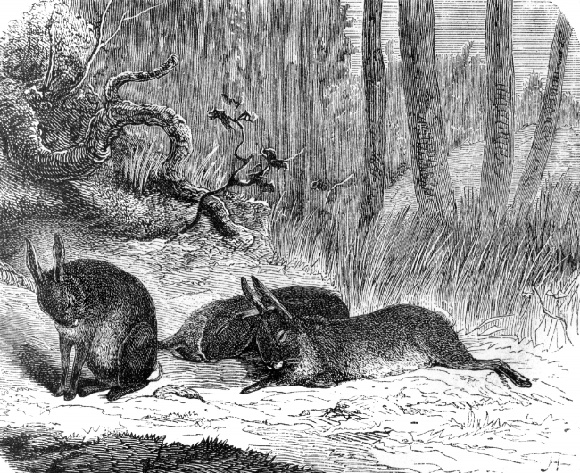 wild rabbits illustration