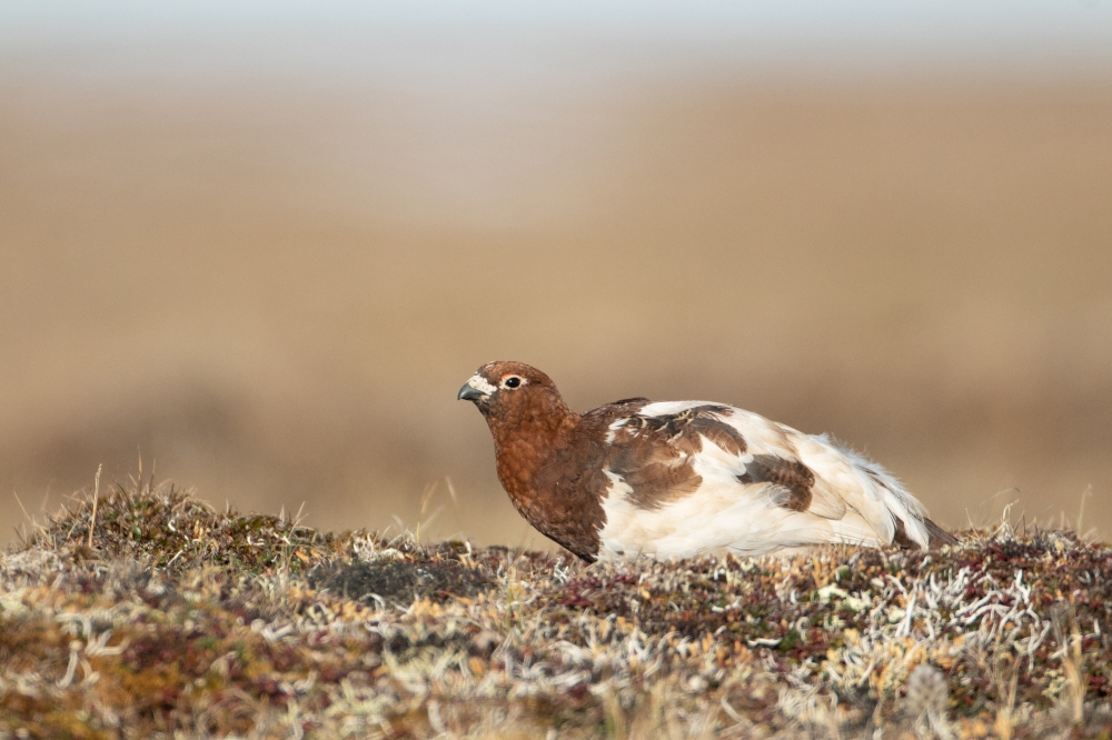 willow ptarmigan side view on tundra