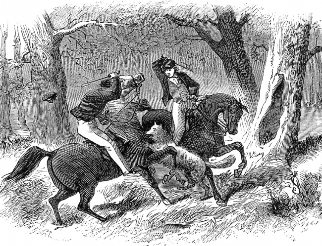 Wolf Attacking Its Hunters Historical Illustration
