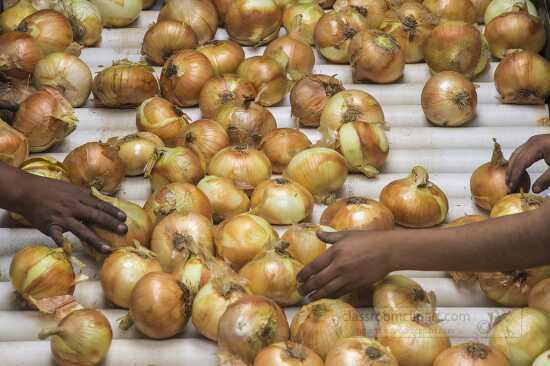 Workers processing vidallai onions