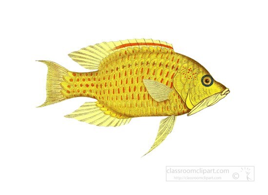 yellow red fish illustration clipart