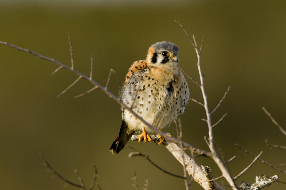 Young American Kestrel on tree branch