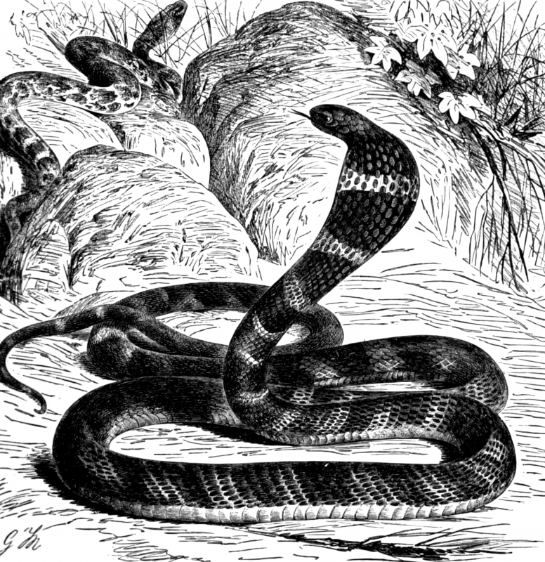 young giant cobra bw animal illustration