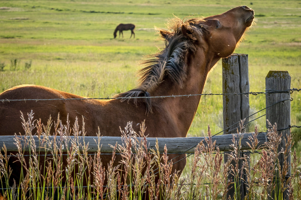 young horse near fencepost montana