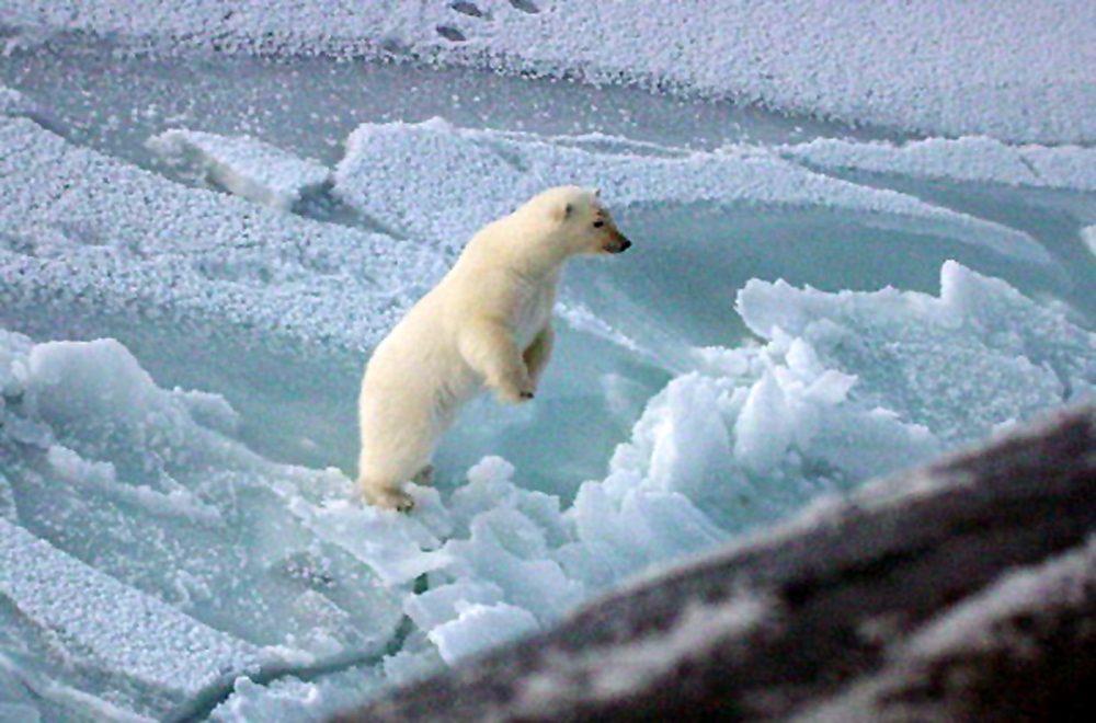 young polar bear stands up artic circle 003