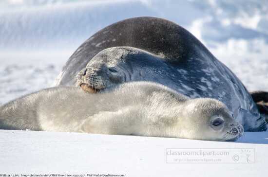 young seal pup and mother seal