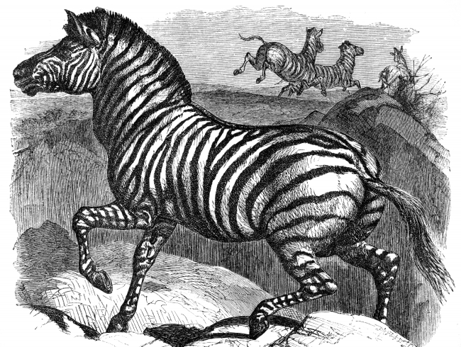 zebra illustration