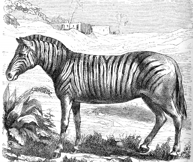 zebra illustration