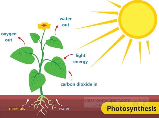 photosynthesis in plants light energy clipart