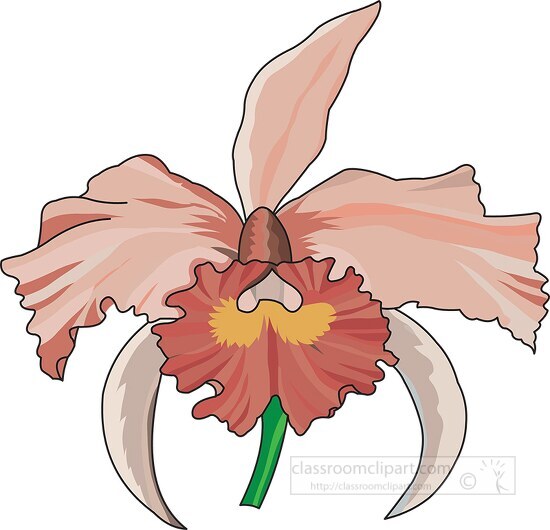 pink cattleya orchid clipart