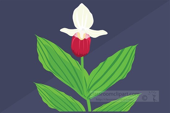 pink white lady slipper flower on plant clipart